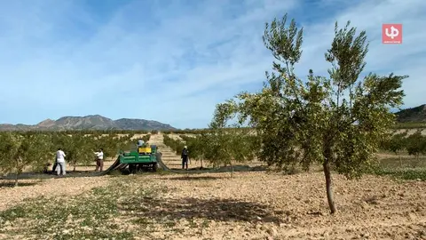 Imagen de agricultores trabajando en un cultivo de secano en una foto de archivo.