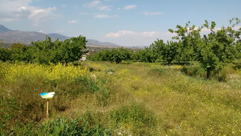 Campo de almendros con cubierta