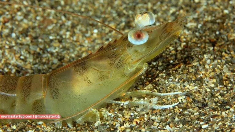 Langostino mediterr&aacute;neo (Penaeus keraturus)