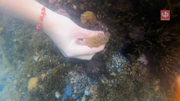 La Universidad Polit&eacute;cnica de Cartagena ha detectado hasta 500.000 c&eacute;lulas de microalgas t&oacute;xicas por gramo en playas de la Regi&oacute;n de Murcia. &iquest;Tienen nuestras costas un sistema de alerta equivalente al de Francia o Italia?