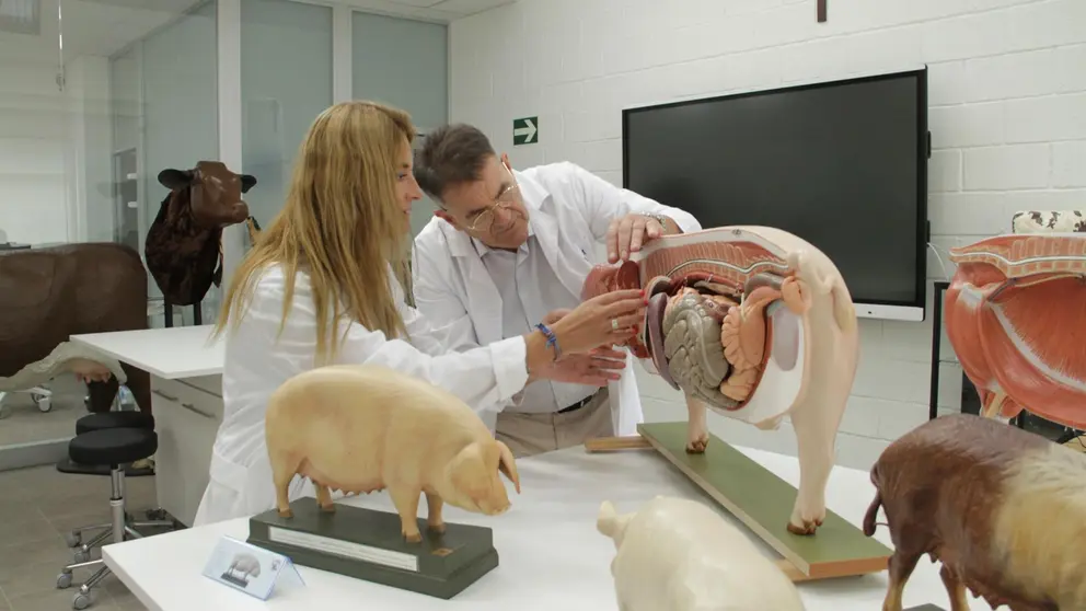 Los primeros 60 estudiantes de Veterinaria de la Universidad Católica de Murcia, de diferentes nacionalidades, principalmente españoles, franceses e italianos, iniciarán sus clases en el Campus de Los Jerónimos la próxima semana.

Este grado incluye en su plan de estudios disciplinas veterinarias en auge, como fisioterapia, bienestar animal y acuicultura, que complementarán la formación clínica de los alumnos.

El título, que se impartirá en modalidad presencial bilingüe, ha recibido esta mañana el sí definitivo del Consejo de Gobierno de la CARM, que se une a la aprobación, el pasado mes de julio, del Consejo Interuniversitario de la Región de Murcia, contando con anterioridad de las autorizaciones preceptivas de la Agencia Nacional de Evaluación de la Calidad y Acreditación (ANECA) y de la Conferencia General de Política Universitaria.

Los estudiantes del Grado en Veterinaria de la Universidad Católica mantendrán una relación directa con la profesión a través de modelos vanguardistas de aprendizaje, con unas completas y modernas instalaciones, equipadas con la tecnología más innovadora, basada en entornos de simulación avanzada, con simuladores clínicos únicos en Europa, como el TraumaFX Advanced Canine Medical Trainer (K9 Diesel), así como el fantoma canino desmontable para ecografía, RX y TC. Además, el alumno podrá realizar las prácticas clínicas tanto en el Hospital de Pequeños Animales, dotado de todas las instalaciones necesarias para el desarrollo del ejercicio profesional, como en el Hospital propio de Grandes Animales.

Este nuevo título de la Católica de Murcia cuenta con infraestructuras de última generación, como la Sala de Modelos Anatómicos, el Hospital Clínico Simulado, la Sala de Disección Virtual y la de Disección y Necropsias.

Son modelos a la vanguardia en Europa, con alta tecnología sanitaria, ligados a sistemas informáticos que aumentan enormemente las posibilidades de aprendizaje al permitir trabajar en múltiples situaciones fisiológicas y patológicas y manejar escenarios clínicos complejos en condiciones similares a la vida real. Están ubicados en un entorno decorado, como las áreas asistenciales quirúrgicas, reanimación o de consulta clínica, que ponen al alumno en situación por su alto nivel de realismo.