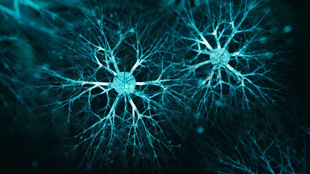 Unas neuronas, bajo el microscopio