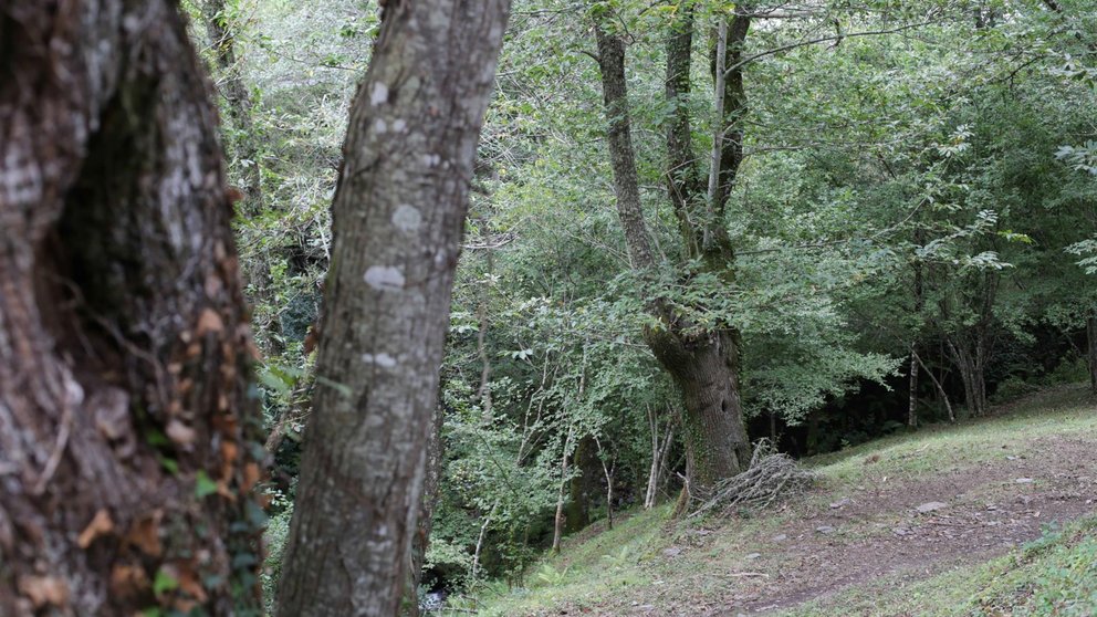 Archivo - Un bosque de castaños, en la Ribeira Sacra, a 1 de octubre de 2021, en Ferreiros de Abaixo, O Courel, Lugo, Galicia, (España). - Carlos Castro - Europa Press - Archivo