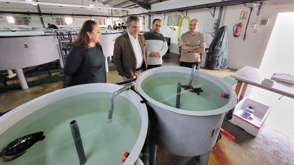 El consejero de Medio Ambiente, Universidades, Investigación y Mar Menor, Juan María Vázquez, observa a las tortugas en el centro del IMIDA en San Pedro del Pinatar.