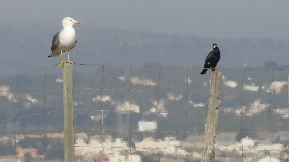 Una gaviota patiamarilla posada sobre la valla, junto a un cormorán, en la zona del Parque Regional de Las Salinas y Arenales de San Pedro del Pinatar.