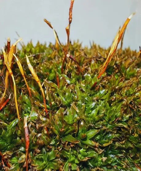 Tortula murciana