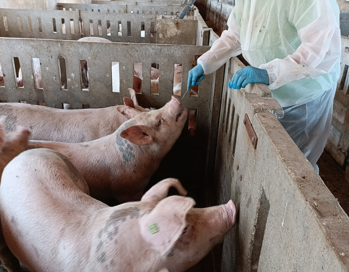 La UMU patenta una herramienta de IA para detectar enfermedades en el ganado porcino mediante el an&aacute;lisis de saliva