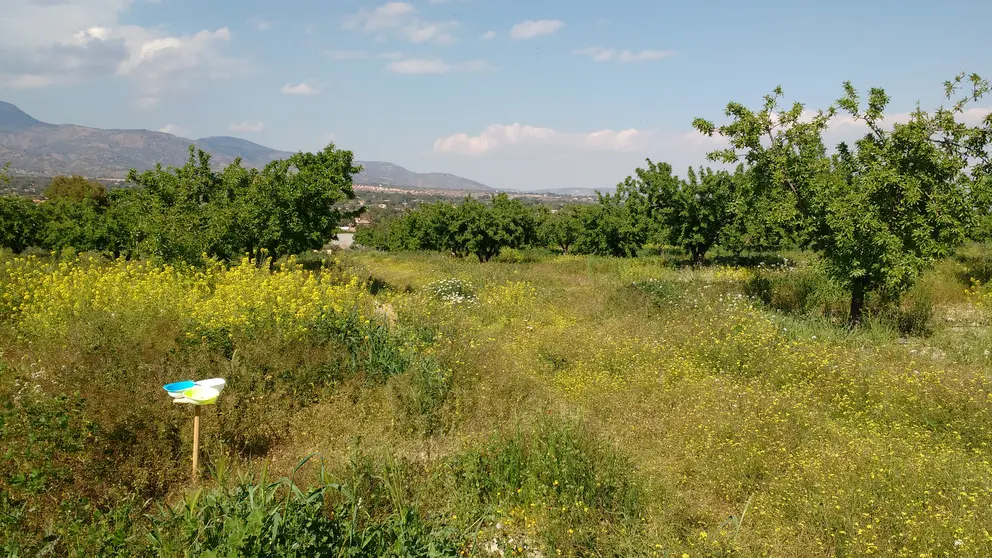 Campo de almendros con cubierta