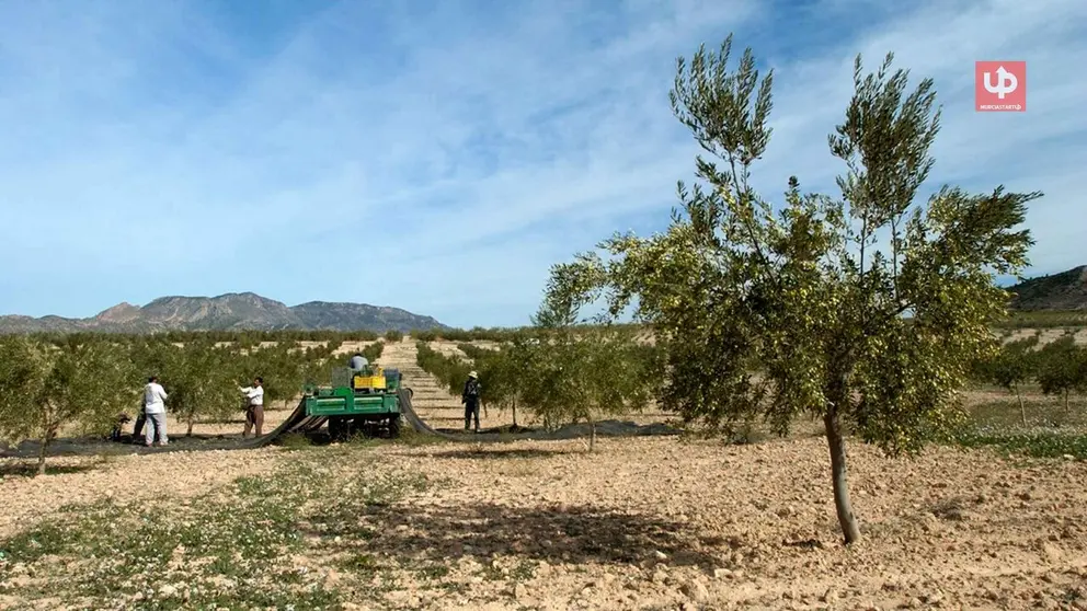Imagen de agricultores trabajando en un cultivo de secano en una foto de archivo.