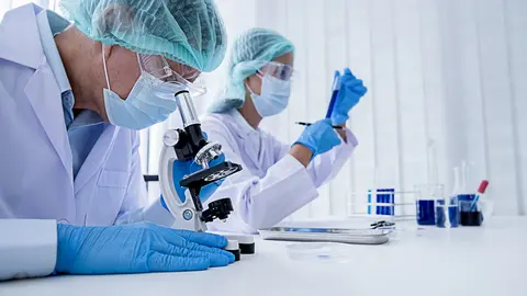 Investigadores cultivan ri&ntilde;ones embrionarios humanizados en cerdos durante 28 d&iacute;as