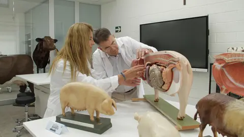 Los primeros 60 estudiantes de Veterinaria de la Universidad Cat&oacute;lica de Murcia, de diferentes nacionalidades, principalmente espa&ntilde;oles, franceses e italianos, iniciar&aacute;n sus clases en el Campus de Los Jer&oacute;nimos la pr&oacute;xima semana.

Este grado incluye en su plan de estudios disciplinas veterinarias en auge, como fisioterapia, bienestar animal y acuicultura, que complementar&aacute;n la formaci&oacute;n cl&iacute;nica de los alumnos.

El t&iacute;tulo, que se impartir&aacute; en modalidad presencial biling&uuml;e, ha recibido esta ma&ntilde;ana el s&iacute; definitivo del Consejo de Gobierno de la CARM, que se une a la aprobaci&oacute;n, el pasado mes de julio, del Consejo Interuniversitario de la Regi&oacute;n de Murcia, contando con anterioridad de las autorizaciones preceptivas de la Agencia Nacional de Evaluaci&oacute;n de la Calidad y Acreditaci&oacute;n (ANECA) y de la Conferencia General de Pol&iacute;tica Universitaria.

Los estudiantes del Grado en Veterinaria de la Universidad Cat&oacute;lica mantendr&aacute;n una relaci&oacute;n directa con la profesi&oacute;n a trav&eacute;s de modelos vanguardistas de aprendizaje, con unas completas y modernas instalaciones, equipadas con la tecnolog&iacute;a m&aacute;s innovadora, basada en entornos de simulaci&oacute;n avanzada, con simuladores cl&iacute;nicos &uacute;nicos en Europa, como el TraumaFX Advanced Canine Medical Trainer (K9 Diesel), as&iacute; como el fantoma canino desmontable para ecograf&iacute;a, RX y TC.&nbsp;Adem&aacute;s, el alumno podr&aacute; realizar las pr&aacute;cticas cl&iacute;nicas tanto en el Hospital de Peque&ntilde;os Animales, dotado de todas las instalaciones necesarias para el desarrollo del ejercicio profesional, como en el Hospital propio de Grandes Animales.

Este nuevo t&iacute;tulo de la Cat&oacute;lica de Murcia cuenta con infraestructuras de &uacute;ltima generaci&oacute;n, como la Sala de Modelos Anat&oacute;micos, el Hospital Cl&iacute;nico Simulado, la Sala de Disecci&oacute;n Virtual y la de Disecci&oacute;n y Necropsias.

Son modelos a la vanguardia en Europa, con alta tecnolog&iacute;a sanitaria, ligados a sistemas inform&aacute;ticos que aumentan enormemente las posibilidades de aprendizaje al permitir trabajar en m&uacute;ltiples situaciones fisiol&oacute;gicas y patol&oacute;gicas y manejar escenarios cl&iacute;nicos complejos en condiciones similares a la vida real. Est&aacute;n ubicados en un entorno decorado, como las &aacute;reas asistenciales quir&uacute;rgicas, reanimaci&oacute;n o de consulta cl&iacute;nica, que ponen al alumno en situaci&oacute;n por su alto nivel de realismo.