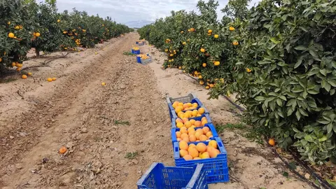 La UPCT, junto con Nutricontrol y EcoHidro, desarrolla una nueva tecnolog&iacute;a para eliminar el boro del agua marina desalinizada para cultivos