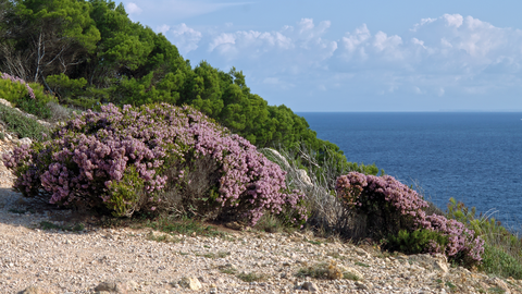Imagen de un brezo de invierno (Erica multiflora), especie presente en la Regi&oacute;n de Murcia.