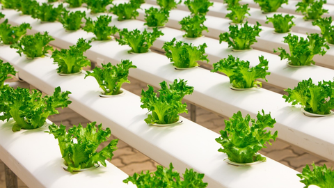 Campos de cultivo hidrop&oacute;nico