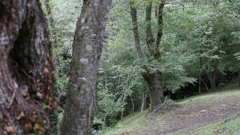 Archivo - Un bosque de casta&ntilde;os, en la Ribeira Sacra, a 1 de octubre de 2021, en Ferreiros de Abaixo, O Courel, Lugo, Galicia, (Espa&ntilde;a). - Carlos Castro - Europa Press - Archivo