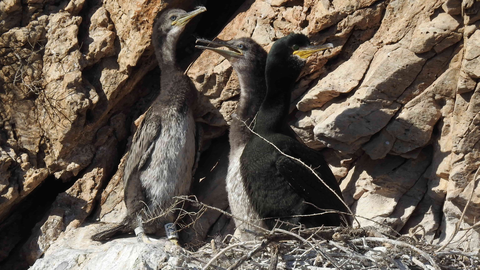 Aves en el entorno del Puerto de Cartagena
