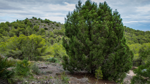 Ejemplar de Cipr&eacute;s Cartagenero como el que se plantar&aacute; en el Parque Regional de Calblanque, Monte de Las Cenizas y Pe&ntilde;a del &Aacute;guila.