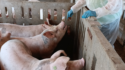 La UMU patenta una herramienta de IA para detectar enfermedades en el ganado porcino mediante el an&aacute;lisis de saliva
