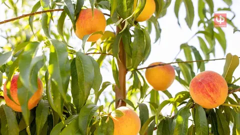 Melocotones en campo del proveedor de Mercadona Anecoop