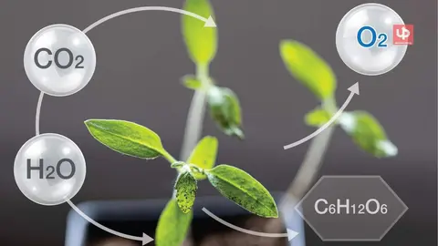 Un estudio de Columbia revela que los &aacute;rboles almacenan menos carbono del esperado