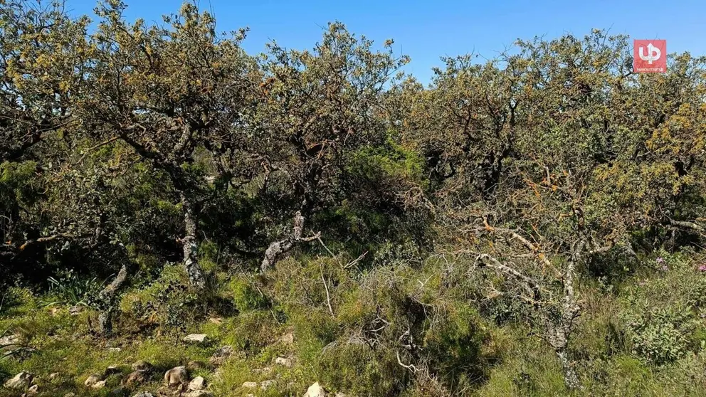 Paisaje Protegido Sierra Salinas, en el t&eacute;rmino municipal de Yecla.